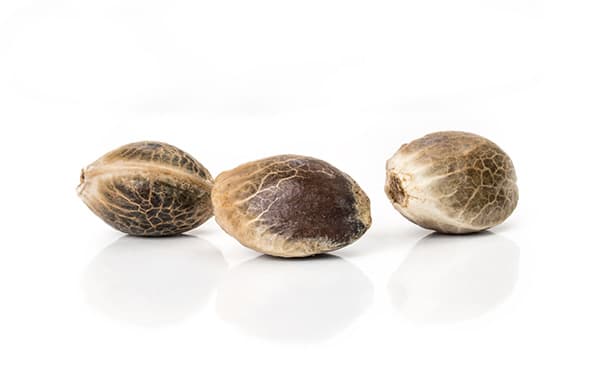 Seeds