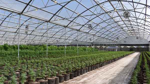 Greenhouse