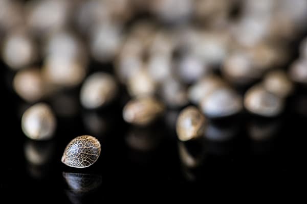 Cannabis seeds