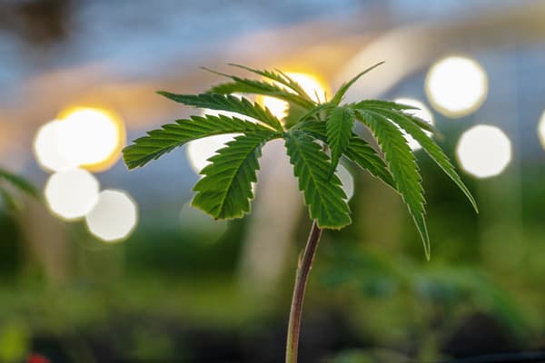 Cannabis clone