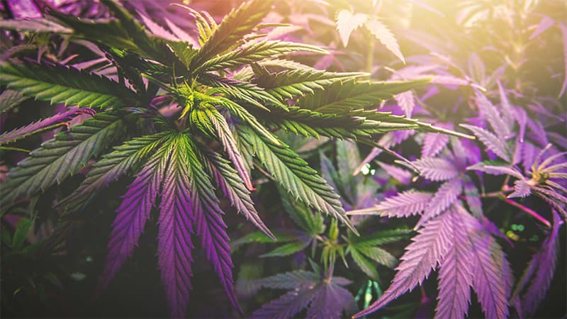 Cannabis plants