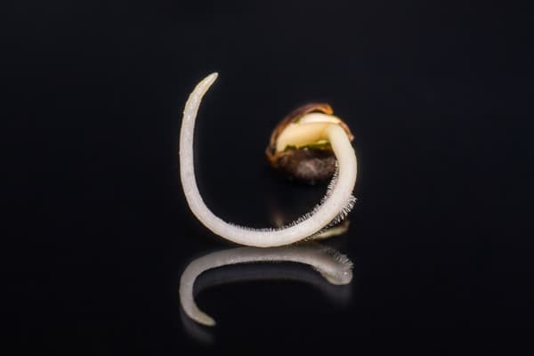 Seed with taproot
