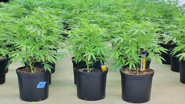 Teen plants