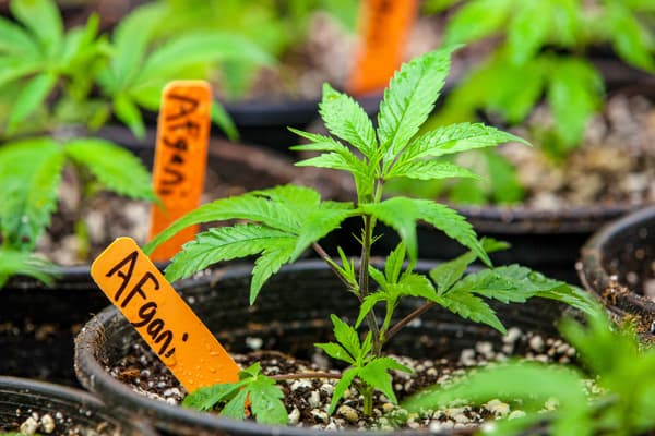 Teen plants