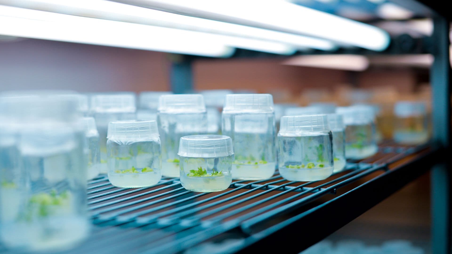Tissue culture