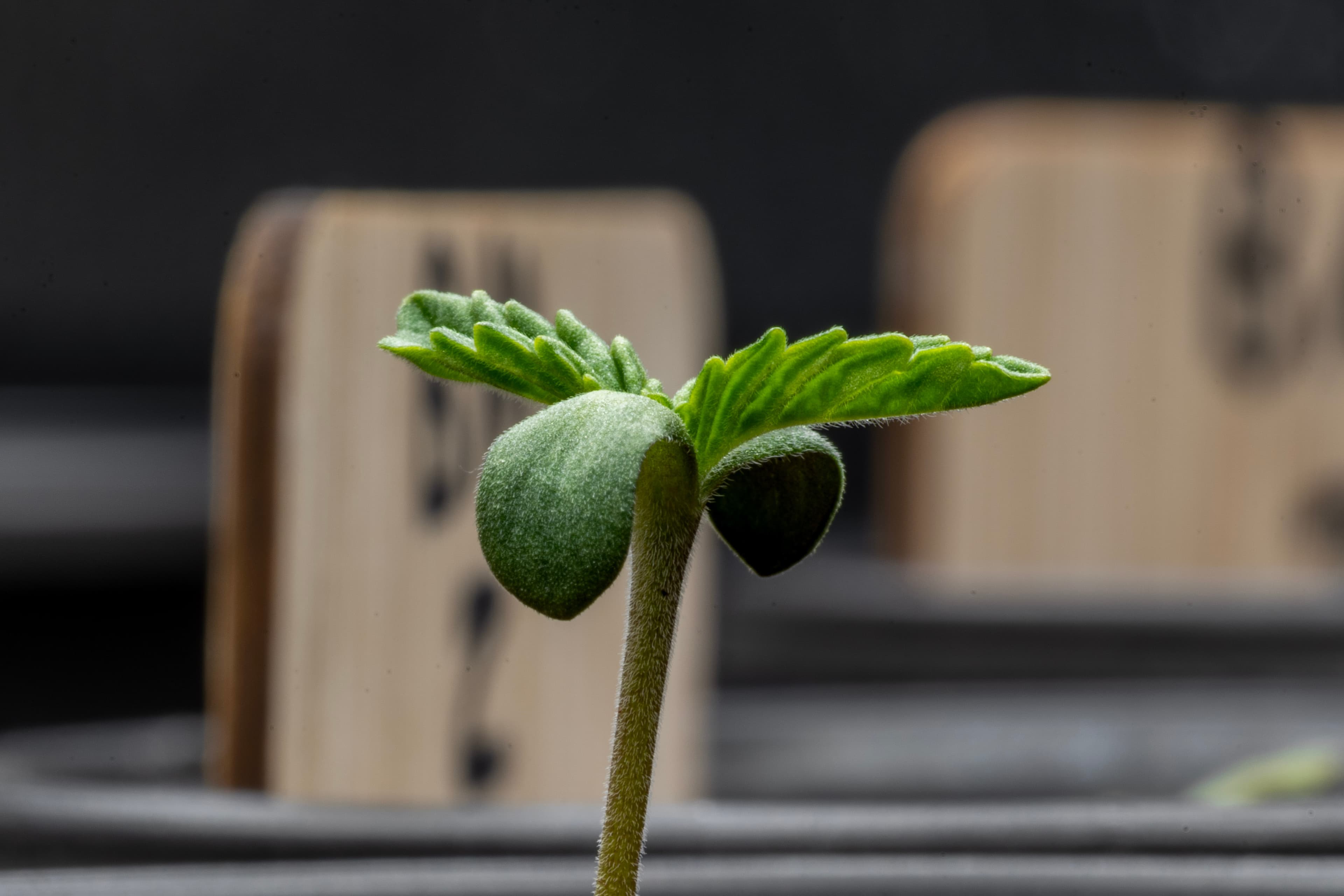 Premium Cannabis Seeds