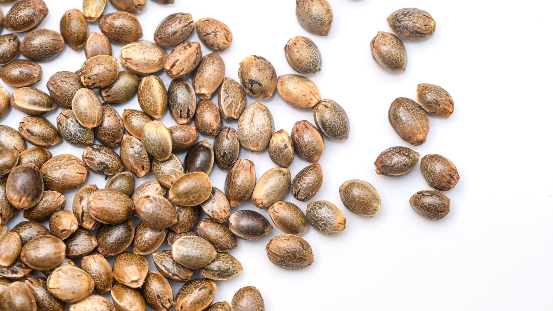 Seeds