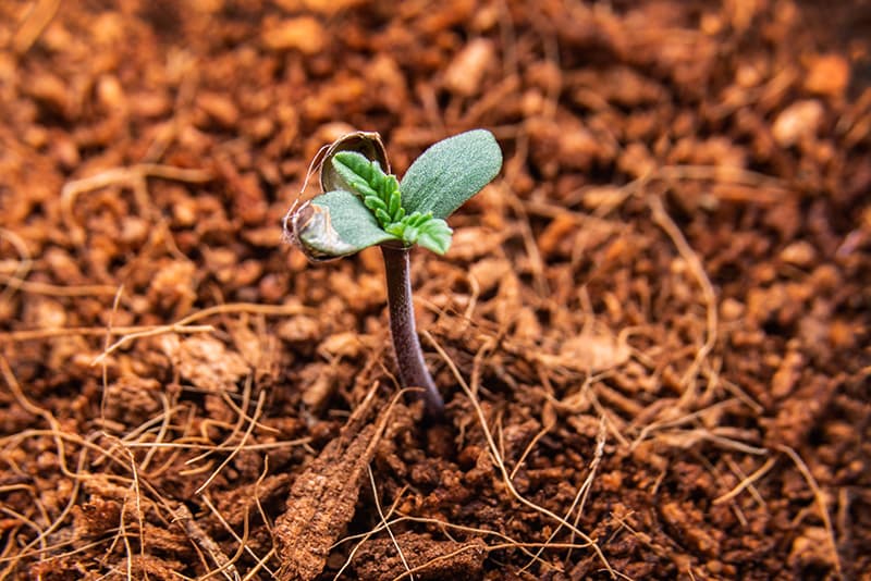 Seedlings