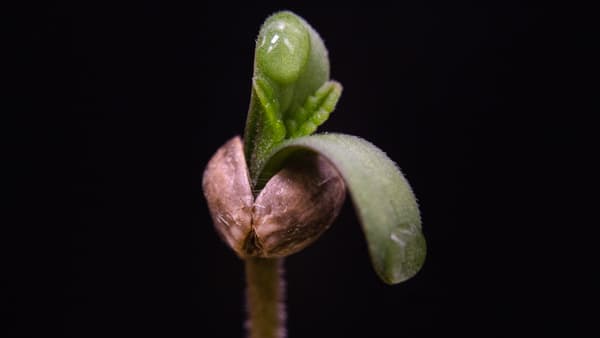 Cannabis seedling