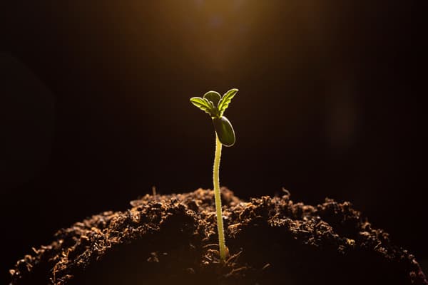 Cannabis seedling